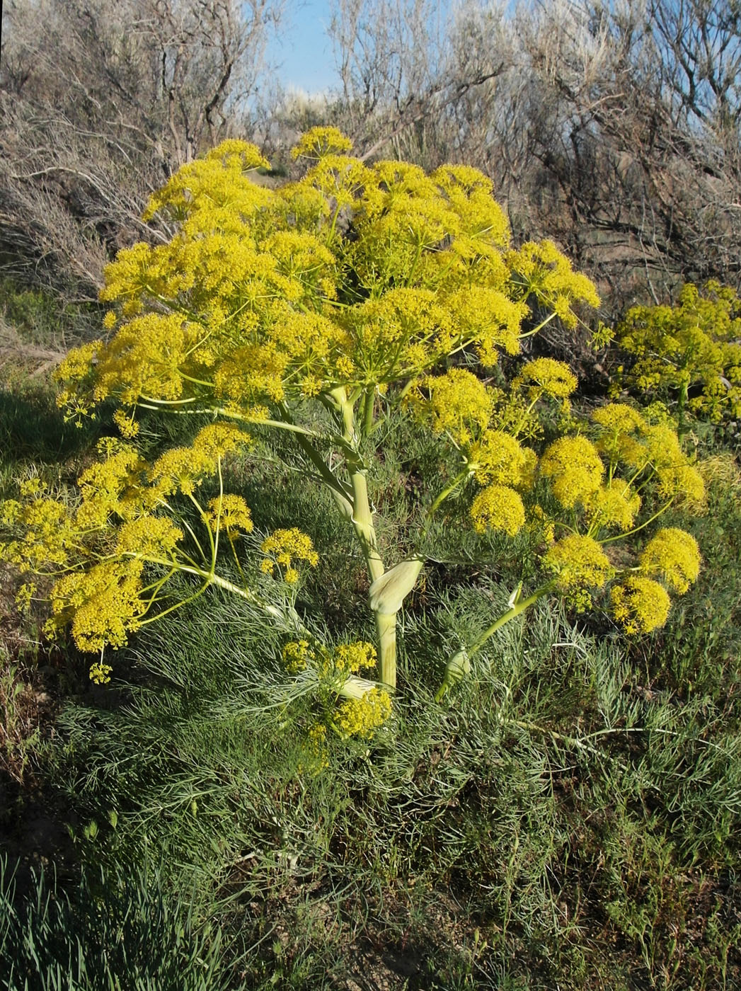 Image of Ferula varia specimen.