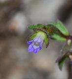 Campanula erinus