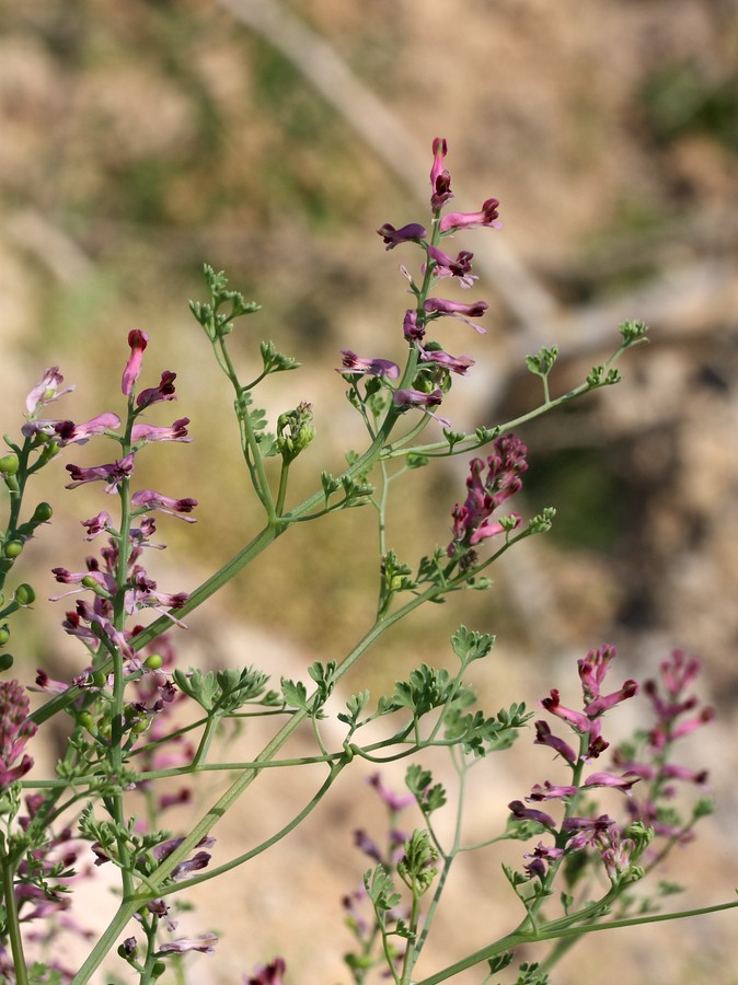 Изображение особи Fumaria officinalis.