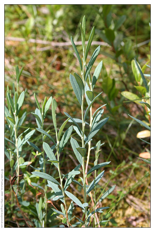 Изображение особи Andromeda polifolia.