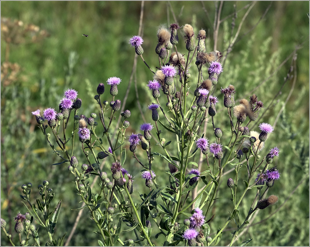 Изображение особи Cirsium setosum.