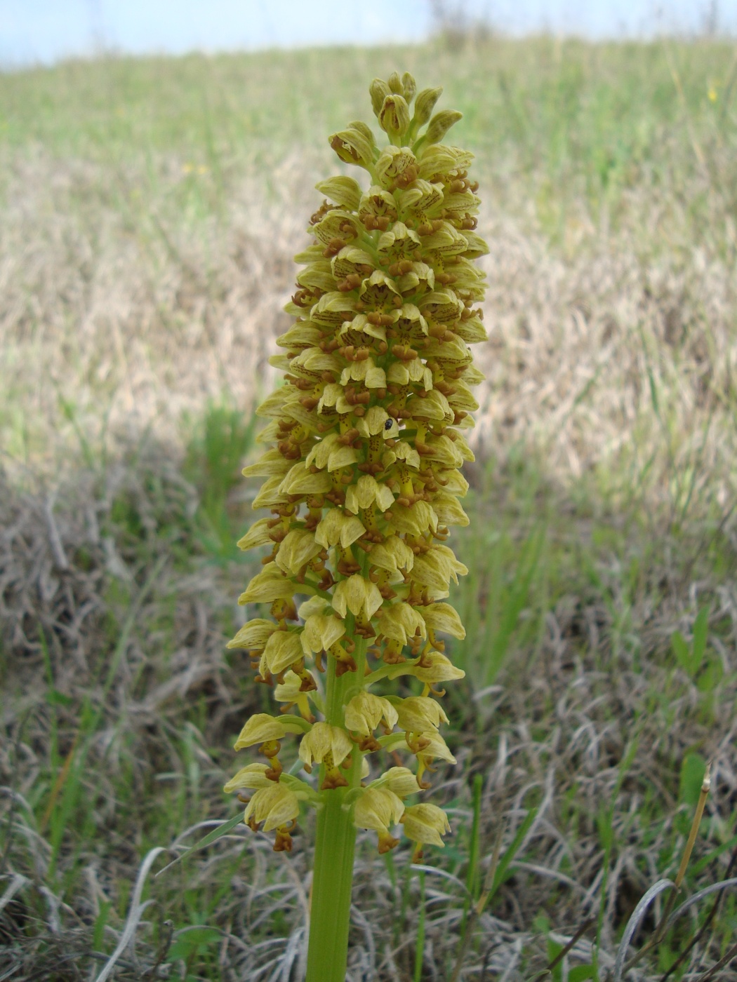 Image of Orchis punctulata specimen.