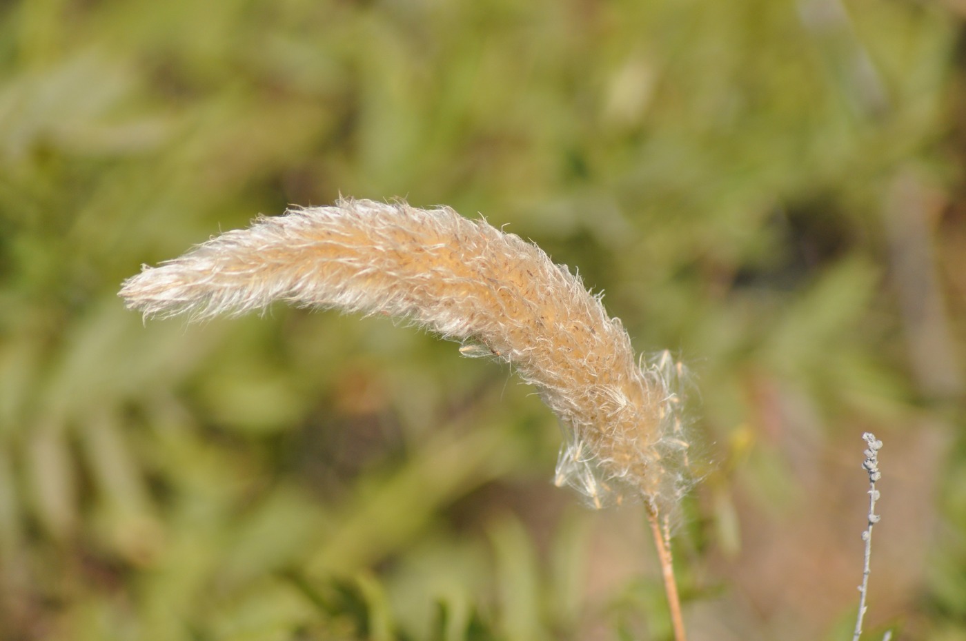 Image of Imperata cylindrica specimen.