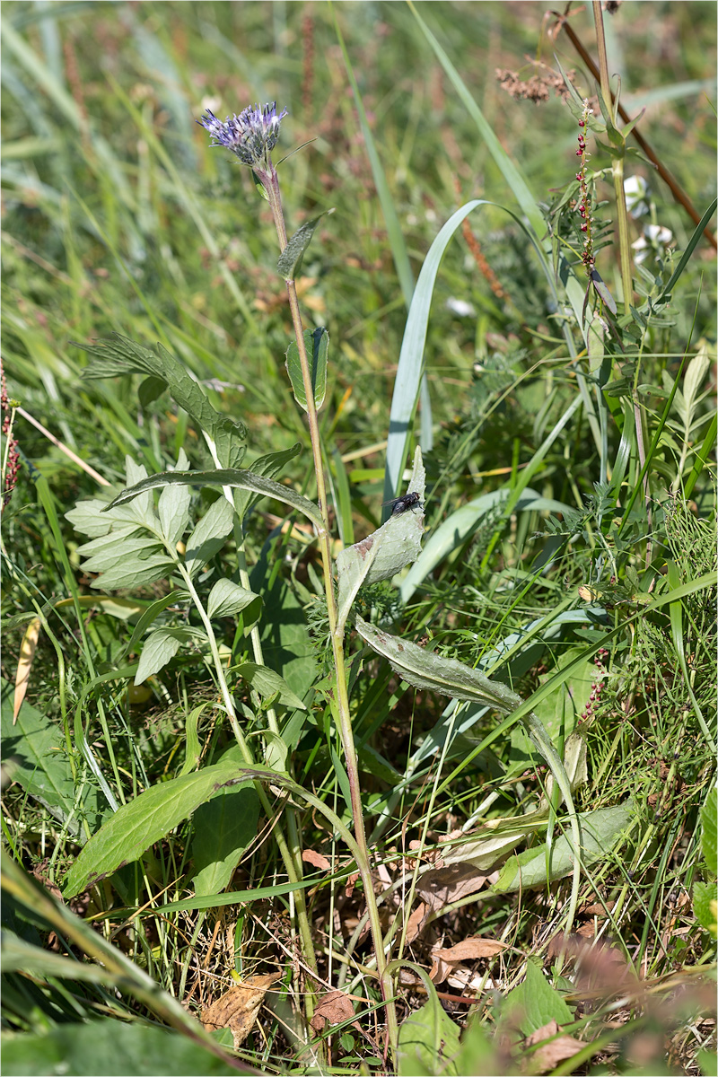 Изображение особи Saussurea alpina.