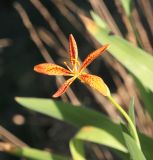 Belamcanda chinensis