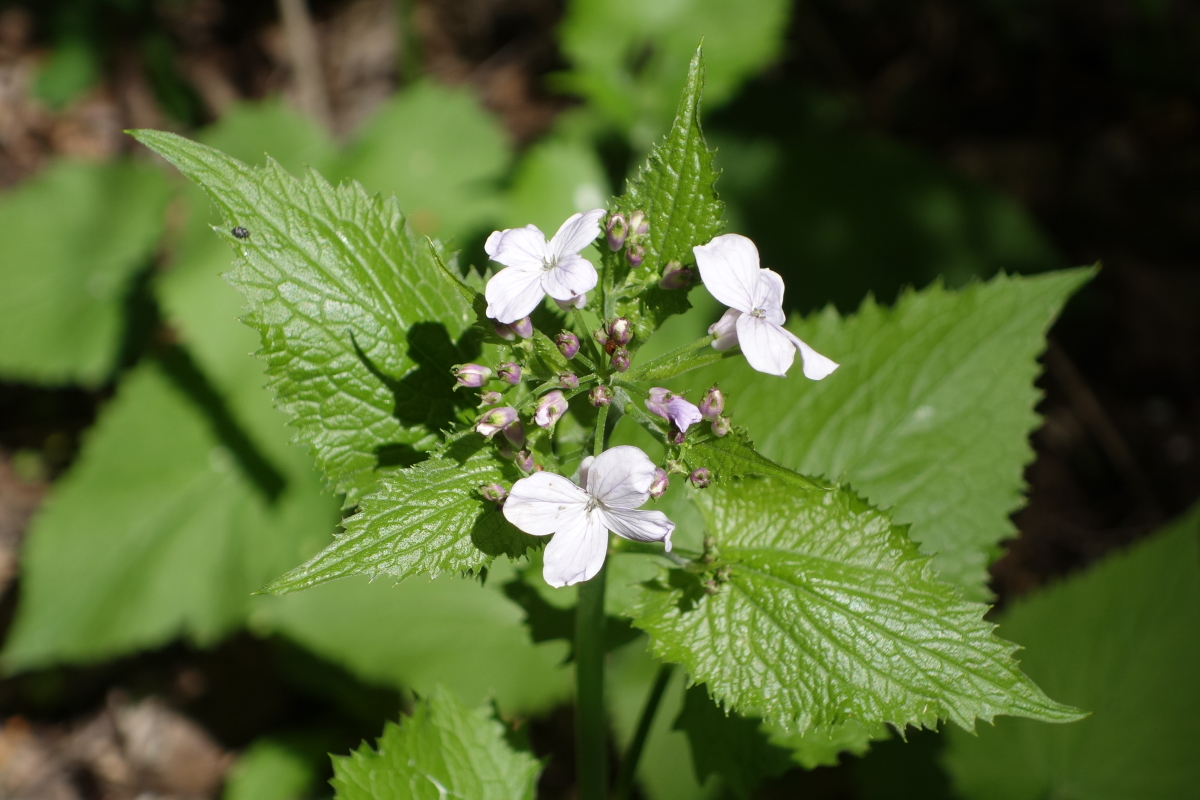 Image of Alliaria petiolata specimen.