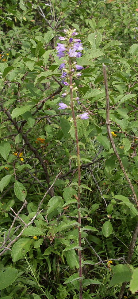 Image of Campanula bononiensis specimen.