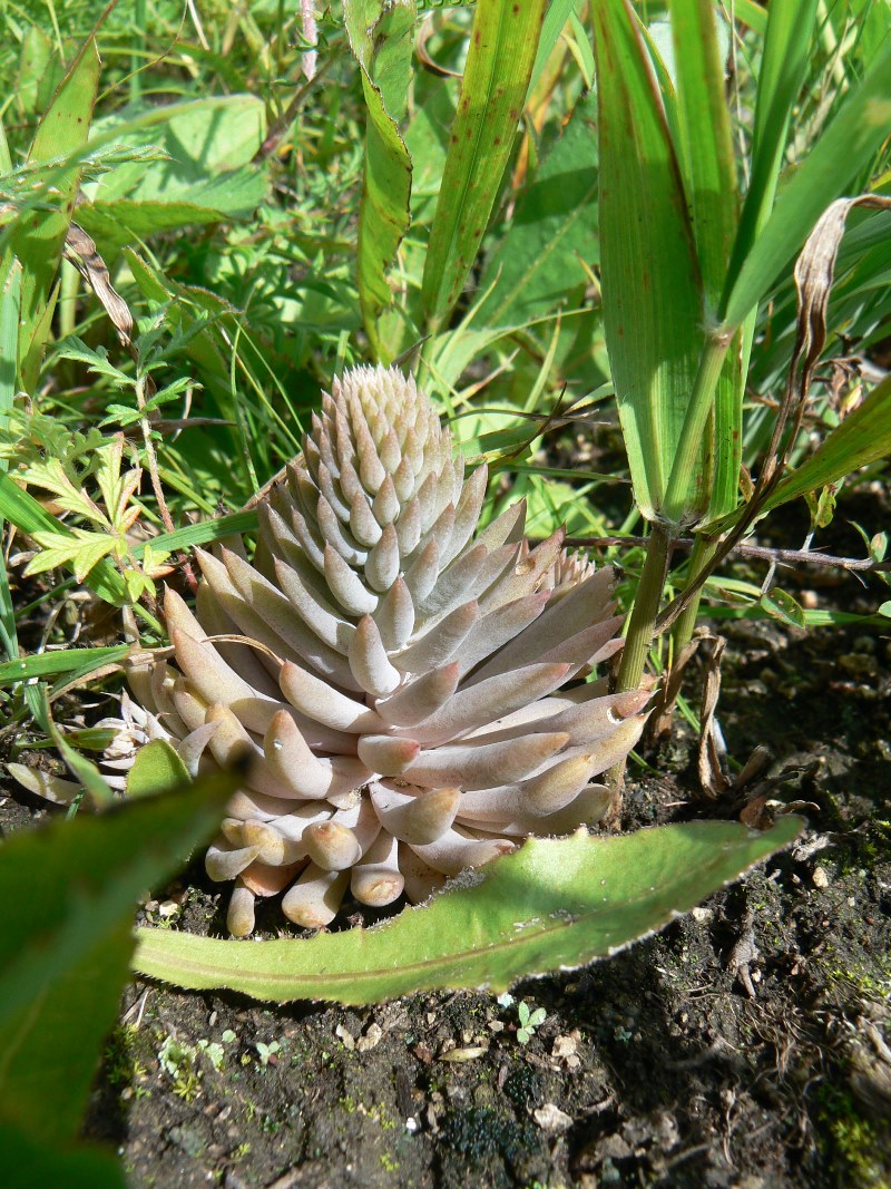 Изображение особи Orostachys erubescens.