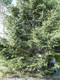 Picea obovata