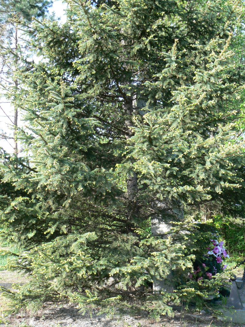 Изображение особи Picea obovata.