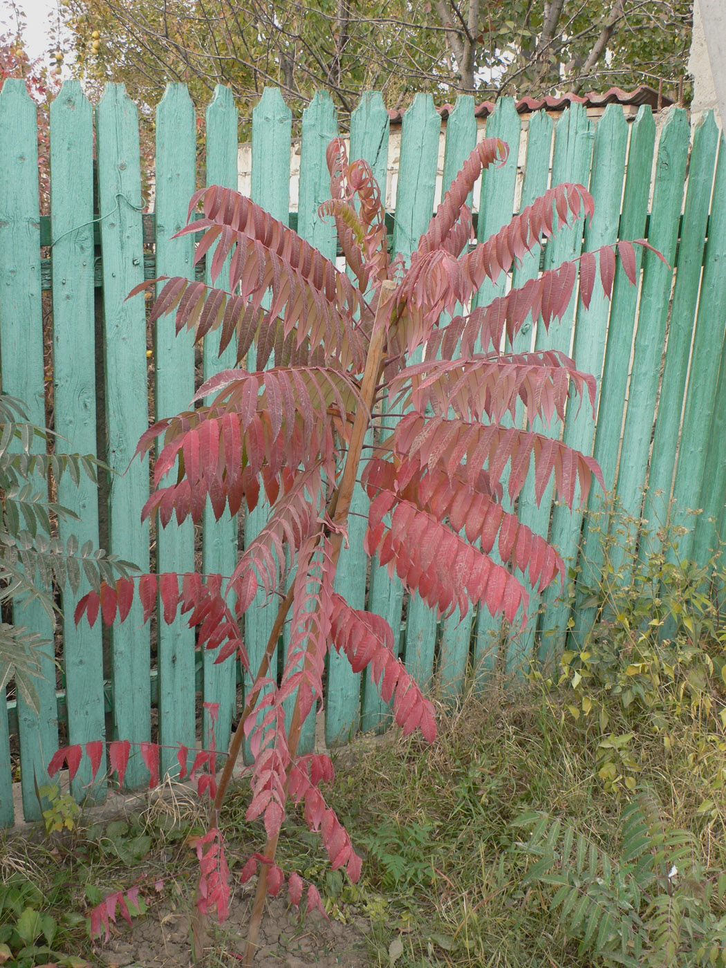 Image of Rhus glabra specimen.