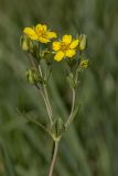 Potentilla longipes