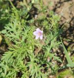 Erodium stephanianum. Верхушка цветущего растения. Республика Алтай, Онгудайский р-н, окр. с. Инегень, каменистый склон. 1 августа 2020 г.