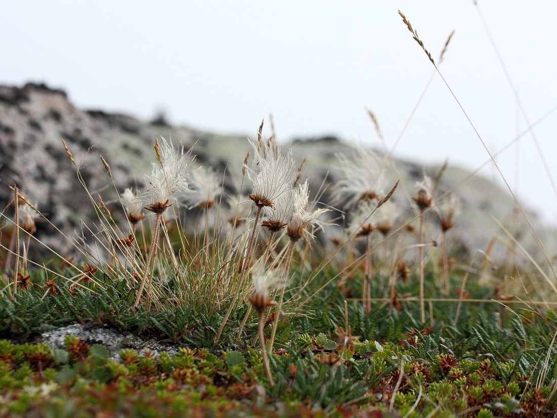 Image of Dryas octopetala ssp. subincisa specimen.
