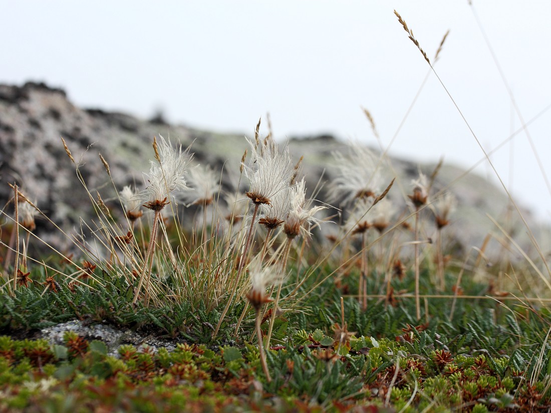 Изображение особи Dryas octopetala ssp. subincisa.