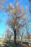 Salix matsudana. Взрослое дерево. Узбекистан, г. Ташкент, пос. Улугбек, промышленная площадка ядерного центра. 17.02.2022.
