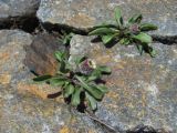 Erigeron uniflorus