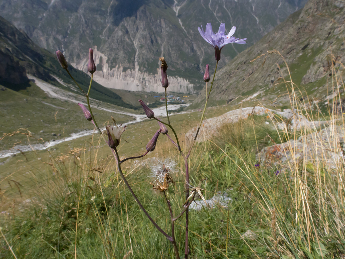 Image of Cicerbita racemosa specimen.