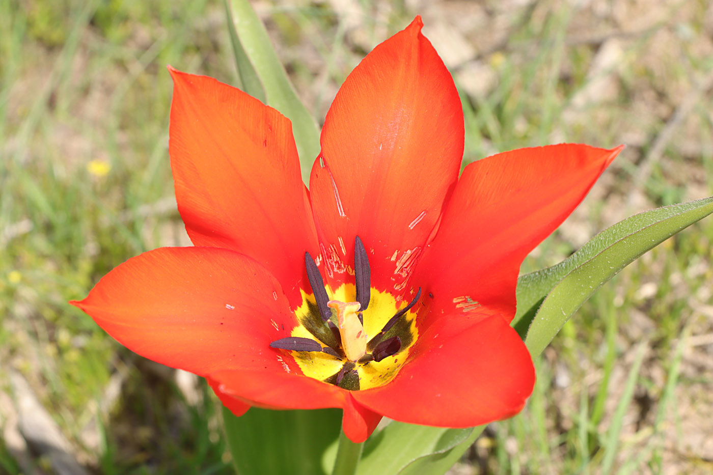 Изображение особи Tulipa fosteriana.