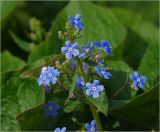 Brunnera sibirica