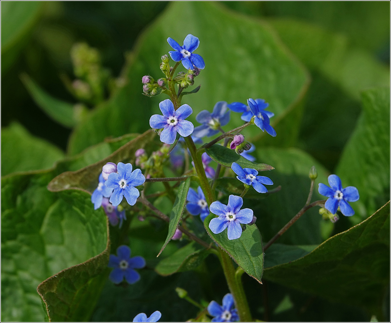 Image of Brunnera sibirica specimen.