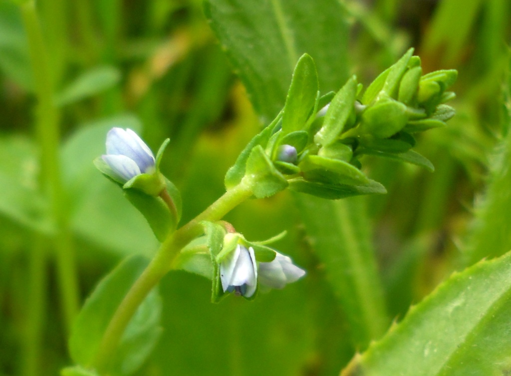 Image of Veronica serpyllifolia specimen.