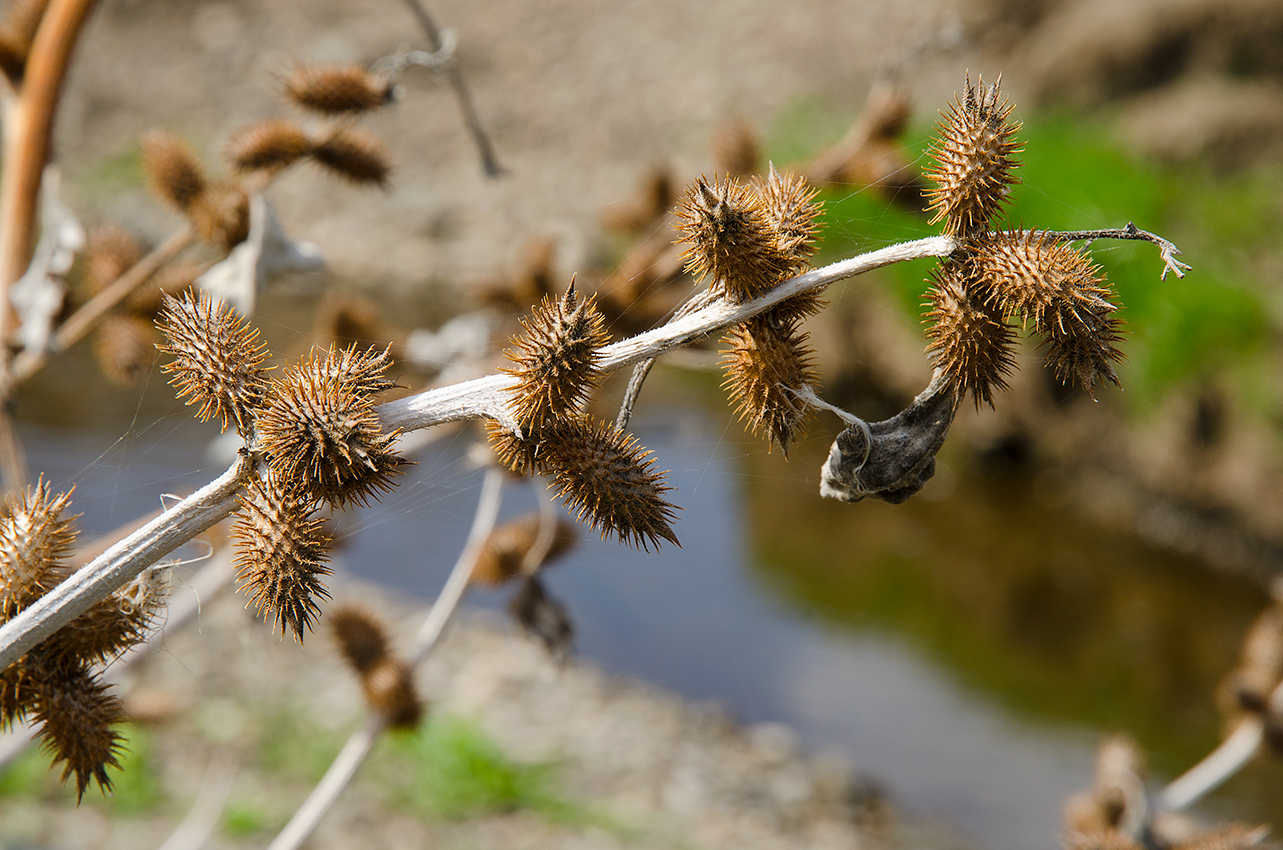 Image of Xanthium orientale specimen.