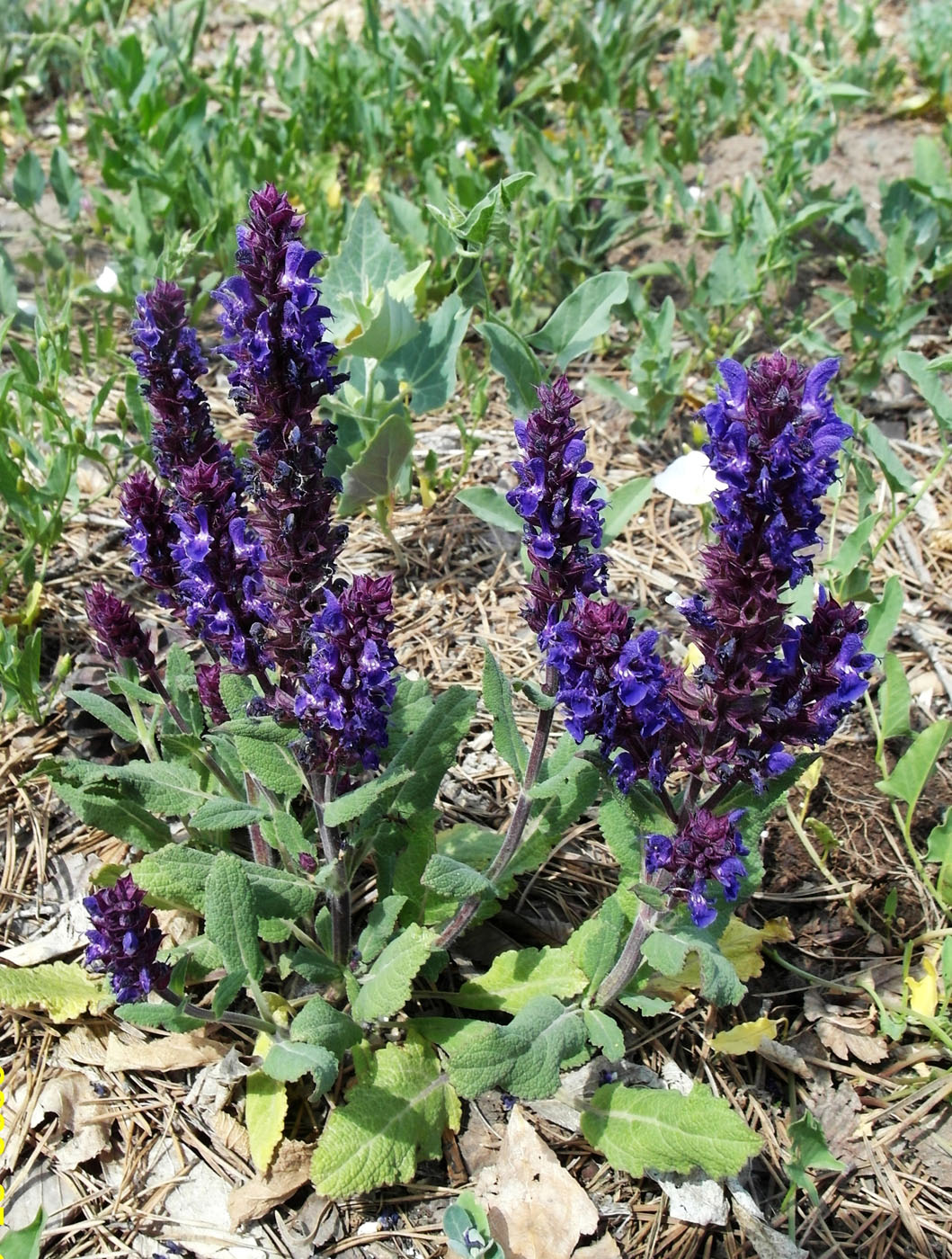 Изображение особи Salvia nemorosa.