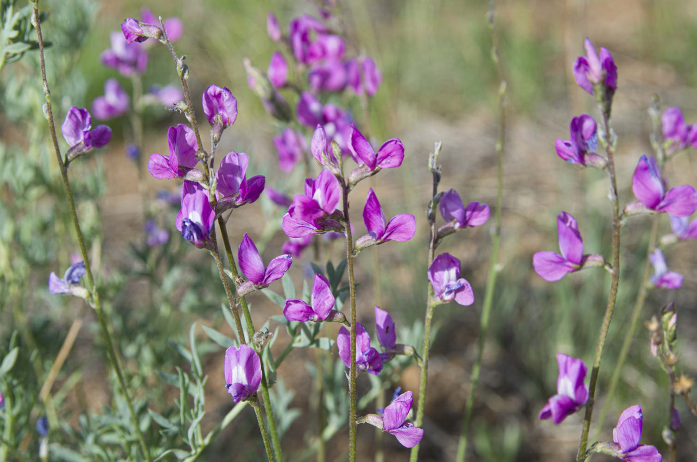 Image of Oxytropis coerulea specimen.