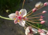 Butomus umbellatus. Цветок. Московская обл., ГО Подольск, мкр-н Климовск, слив из плотины пруда на р. Петрица. 30.06.2022.