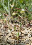 Cerastium brachypetalum subspecies tauricum. Цветущее растение. Краснодарский край, м/о Анапа, окр. пос. Бол. Утриш, гора Солдатская, пушистодубово-можжевеловый лес, щебнистая россыпь. 09.05.2022.