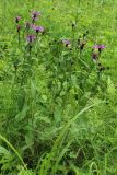 Centaurea phrygia