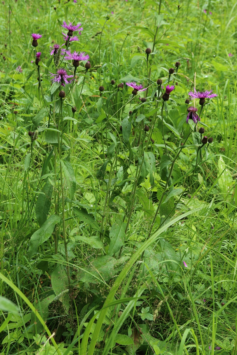 Image of Centaurea phrygia specimen.