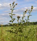 Cirsium vulgare. Верхушка цветущего и плодоносящего растения. Тульская обл., Плавский р-н, окр. пос. Молочные Дворы, луг. 31.07.2022.