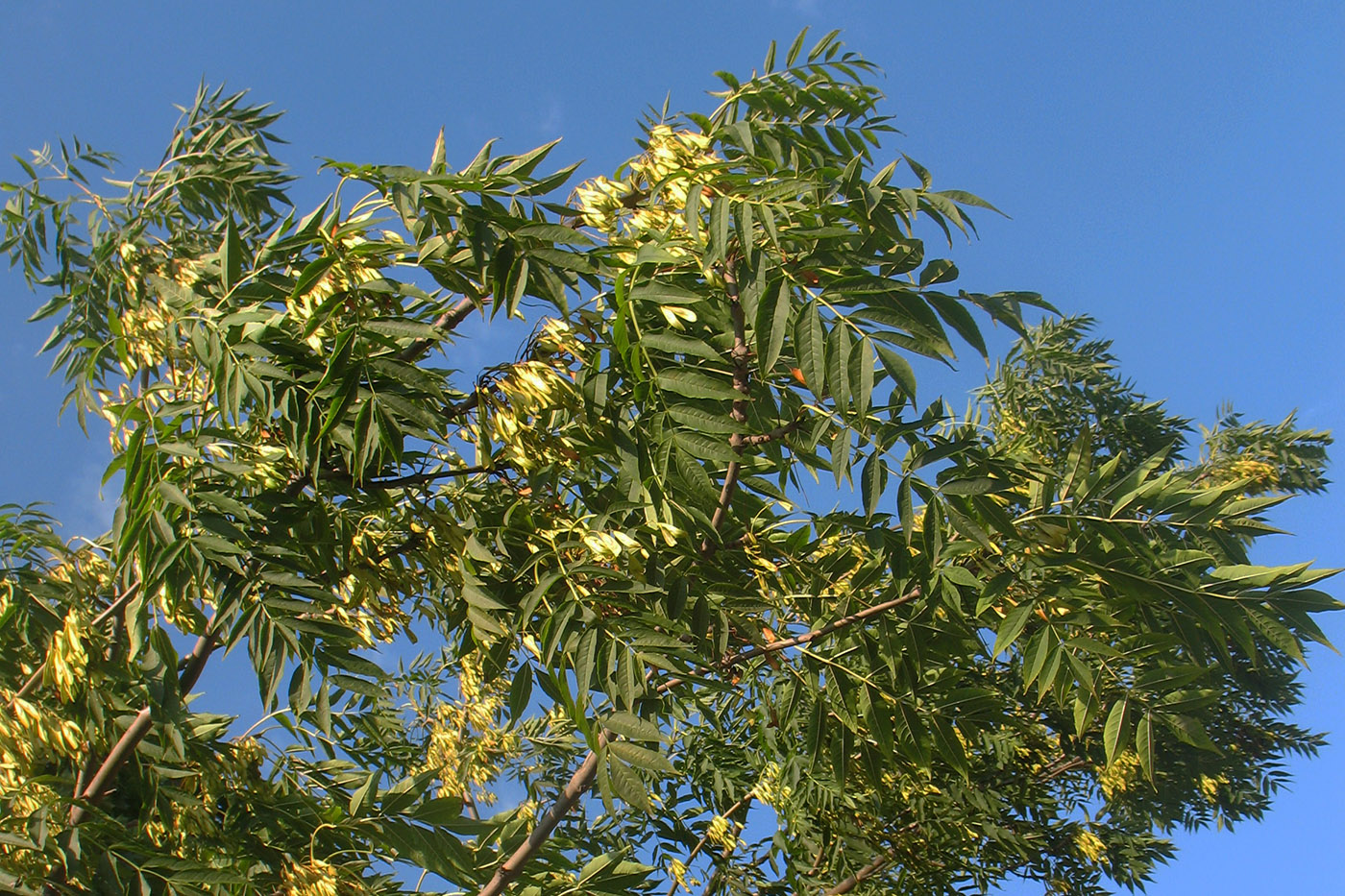 Image of Fraxinus excelsior specimen.