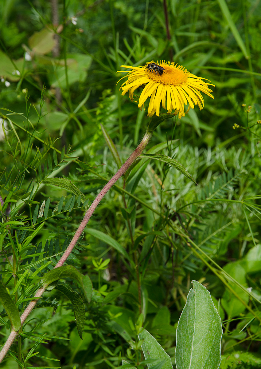 Image of Inula salicina specimen.
