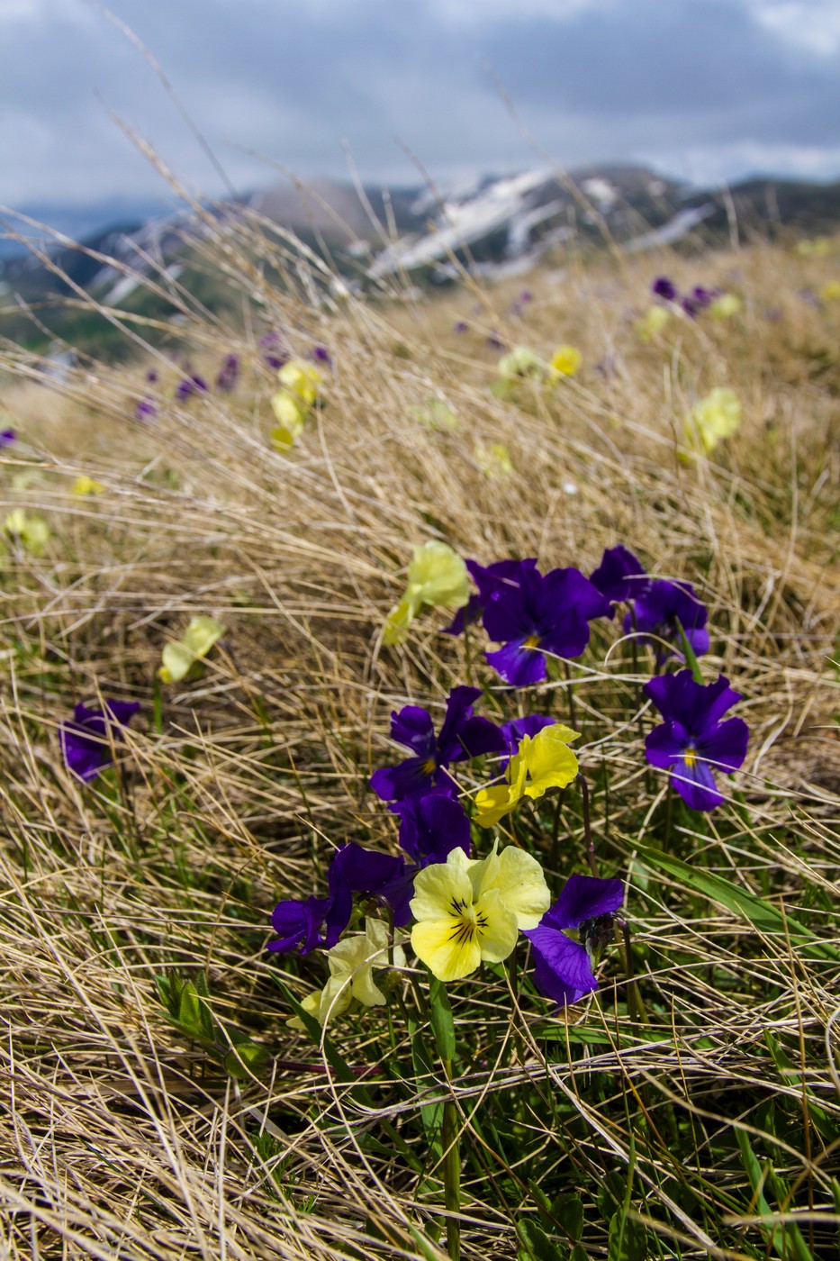 Image of Viola oreades specimen.