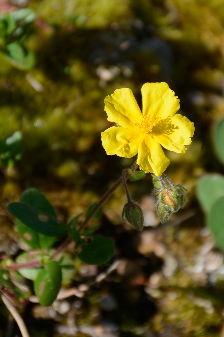 Image of Helianthemum nummularium specimen.