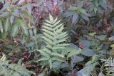 genus Pteris