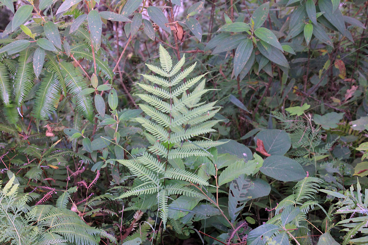 Изображение особи род Pteris.