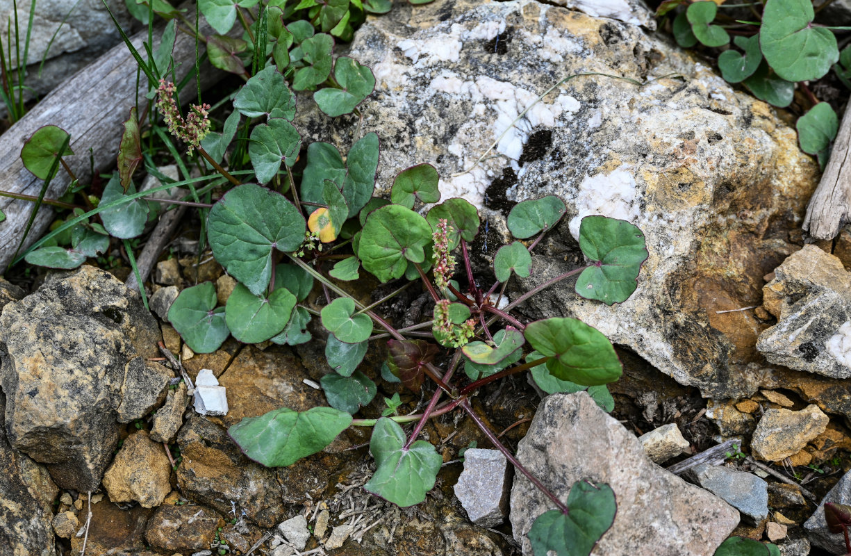 Image of Oxyria digyna specimen.