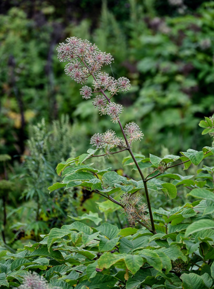 Image of Aralia cordata specimen.