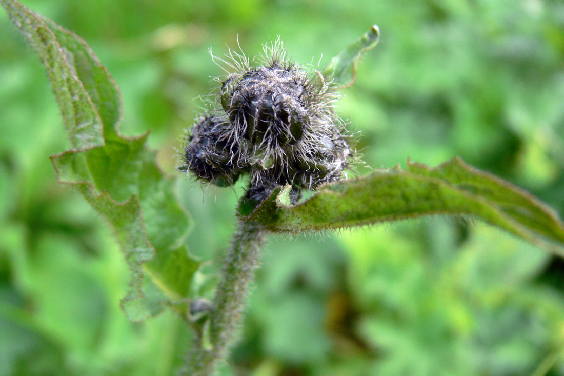Image of Crepis sibirica specimen.