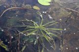 Stratiotes aloides