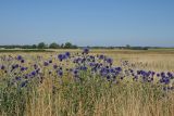 Echinops saksonovii. Группа цветущих растений. Ульяновская обл., Мелекесский р-н, окр. пос. Верхний Мелекесс, долина р. Мал. Авраль, надпойменная терраса, остепнённый луг с участками засоления. 23.07.2022.