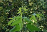 Acer negundo