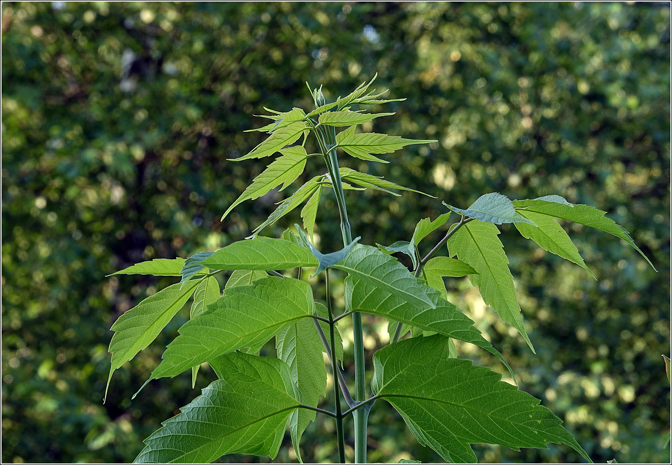 Image of Acer negundo specimen.