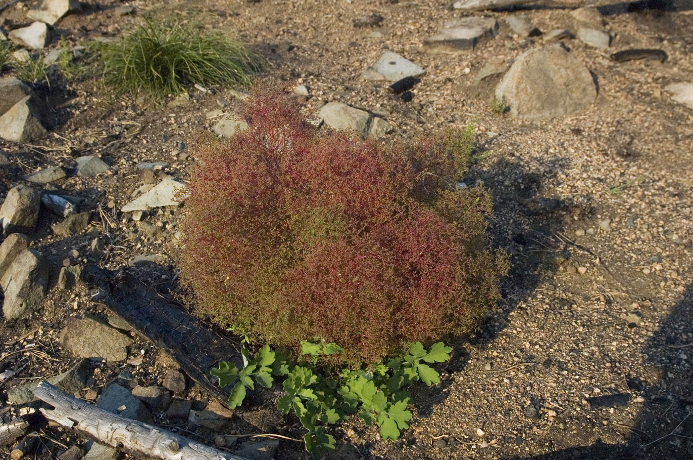 Изображение особи Teloxys aristata.