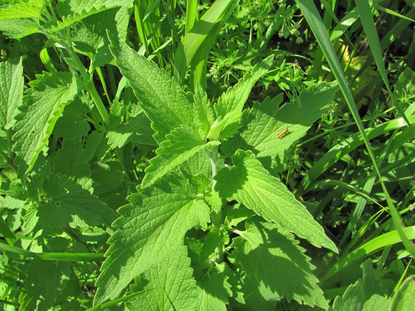 Image of Nepeta cataria specimen.