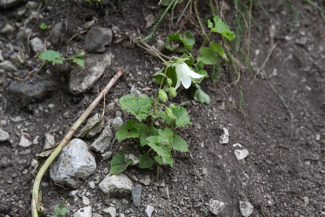 Image of Campanula alliariifolia specimen.